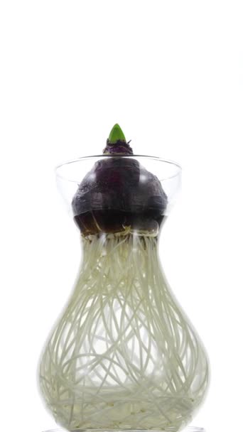 花瓶で回転し 成長するヒヤシンスの根 ロイヤリティフリーストック映像