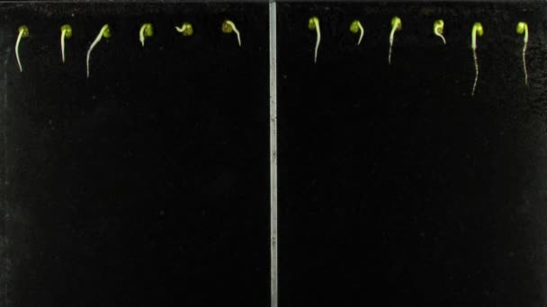 根茎箱中绿豆生长的电磁场效应 免版税图库视频