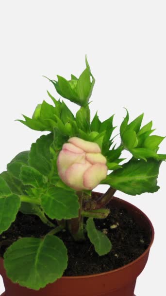 Time Lapse Blooming Pink Gloxinia Flower Κάθετος Προσανατολισμός Πλάνα Αρχείου