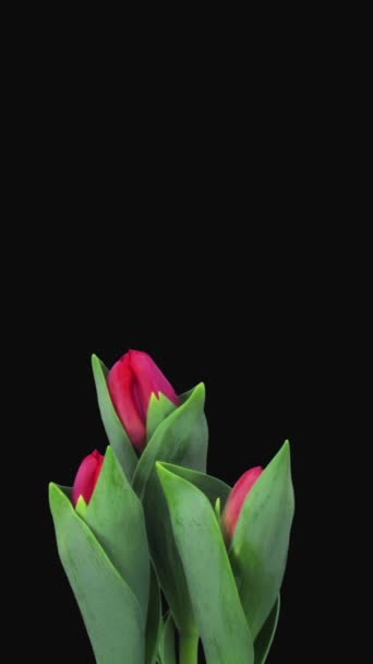 Délai Ouverture Des Tulipes Rouges Orientation Verticale Vidéo De Stock Libre De Droits