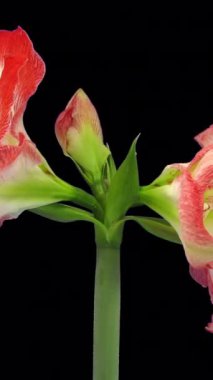 ALPHA kanalı ile büyüyen ve dönen Minerva Amaryllis çiçeği, dikey