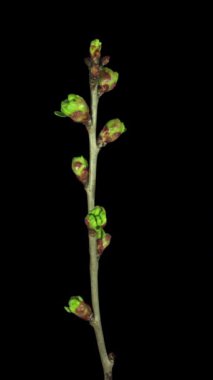 Çiçek açan erik ağacı dalının zamanaşımı, dikey yönelim