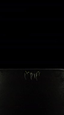 Rhizobox içinde büyüyen ve filizlenen kolza tohumlarının zaman aşımı