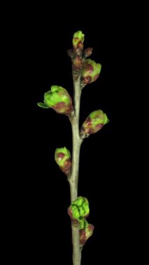 Çiçek açan erik ağacı dalının zamanaşımı, dikey yönelim