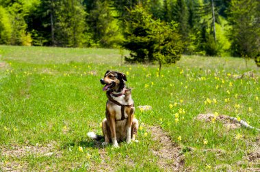 Büyük, tüylü, melez köpek portresi yakın plan, sarı çiçekler arka plan.