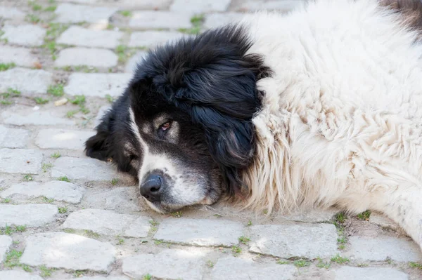 Groot Pluizig Gemengd Ras Hond Portret Close Gele Bloemen Achtergrond — Stockfoto