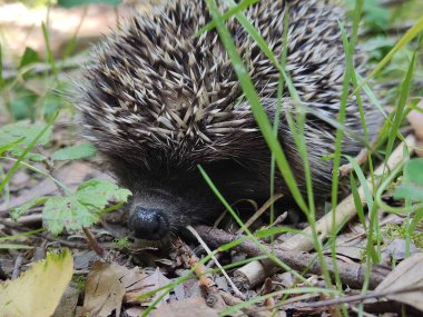 Çimenlerde oynayan kirpi.