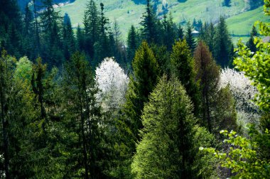 Voronet köyü, tepeden manzara, Suceava ilçesi, Romanya