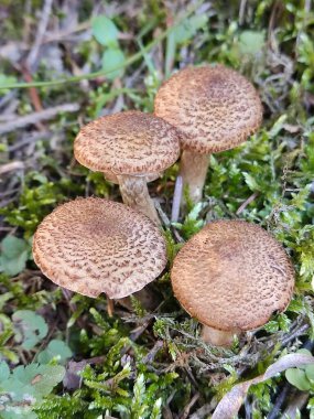 Ormanda ve çimenlerde Armillaria mellea mantarı