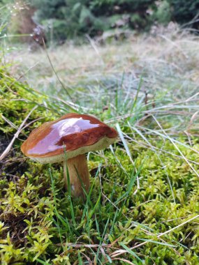 Ormanda mantar mantarı Boletus edulis