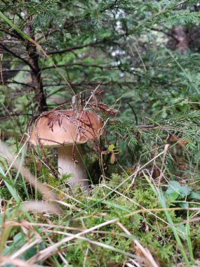Ormanda mantar mantarı Boletus edulis
