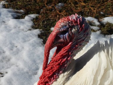 White turkey in the yard clipart