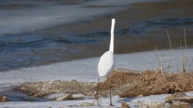 Kışın yiyecek arayan bir balıkçıl videosu.