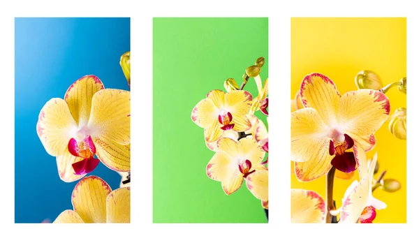 一组故事模板 兰花黄花在绿色 蓝色和黄色背景上绽放 杜鹃兰花 带有复制空间的植物学概念 智能手机格式 — 图库照片