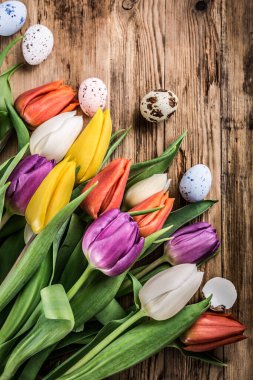 Eski ahşap arka planda bıldırcın yumurtalı renkli laleler. Fotokopi alanı ile bahar ve paskalya kavramı. Retro biçimi.