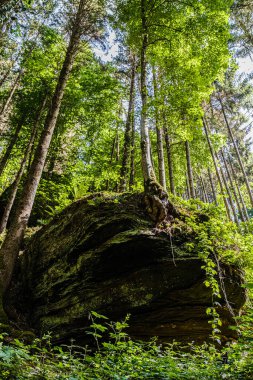 Yosun kaplı bir kayayı çevreleyen yemyeşil yaprakları olan yüksek ağaçlar doğal güzellik ve güneş ışığıyla dolu sakin bir orman sahnesi oluşturuyor.
