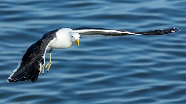 Kelp Gull Flygning Över Berg Floden Velddrif Royaltyfria Stockfoton