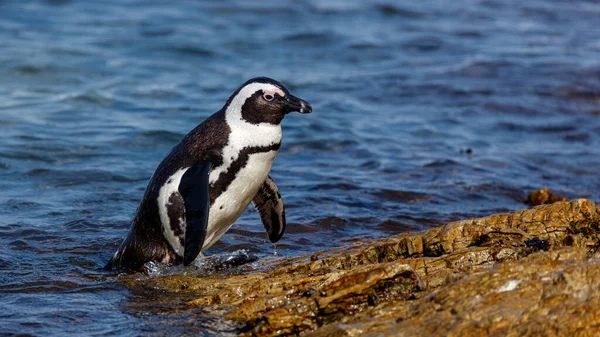 Pingüino Africano Saliendo Del Océano Una Cornisa Rocosa Cerca Bahía Imágenes de stock libres de derechos