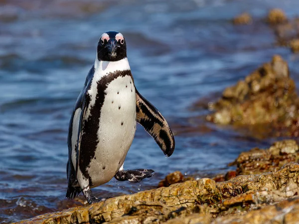 Pinguim Africano Vindo Oceano Depois Dia Bem Sucedido Pesca Fotografia De Stock