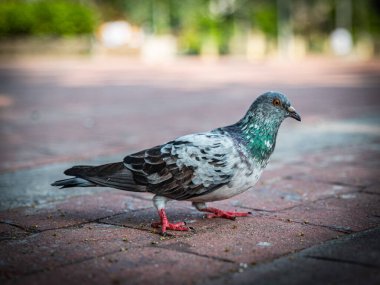 Filipinler 'deki Rizal Park' a atılan ekmek kırıntılarıyla beslenen güvercinler.