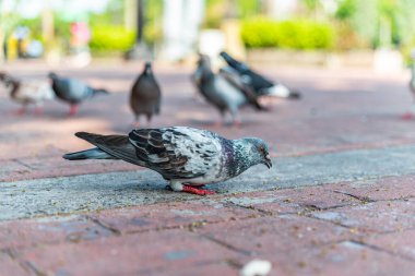 Filipinler 'deki Rizal Park' a atılan ekmek kırıntılarıyla beslenen güvercinler.