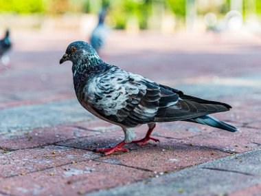 Filipinler 'deki Rizal Park' a atılan ekmek kırıntılarıyla beslenen güvercinler.