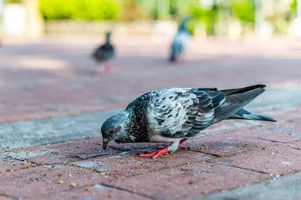 Pigeons Feeding Bread Crumbs Thrown Them Rizal Park Philippines — Stock Photo, Image