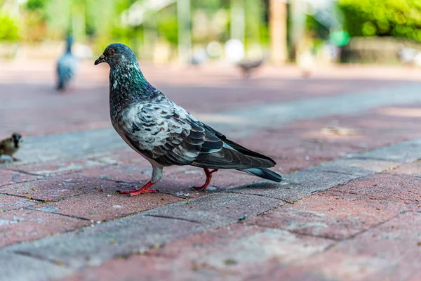 stock image Pigeons feeding on bread crumbs thrown at them at the Rizal Park in the Philippines