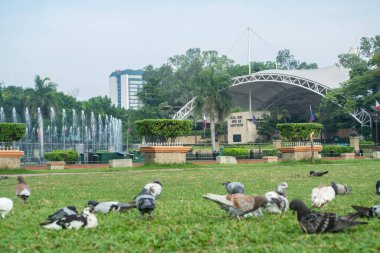 Rizal Park, Manila, Filipinler 2 Temmuz 2014: Filipinler 'in Manila kentindeki Rizal Park' ın arka planında çimle beslenen güvercinler