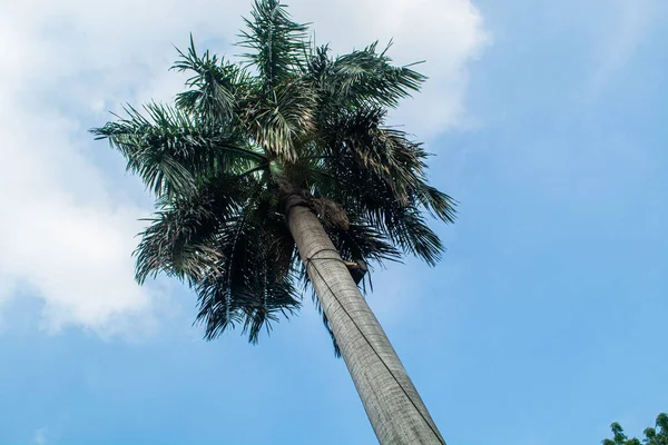Rizal Park, Manila, Filipinler 2 Temmuz 2014: Taft Caddesi, Manila, Filipinler yakınlarındaki Rizal Park 'ta palmiye ağacı