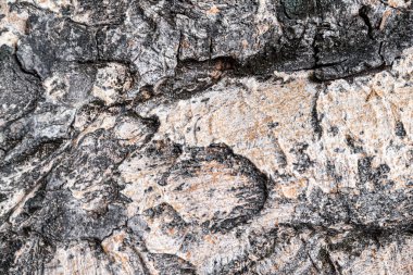Yaşlı bir ağacın kabuğu