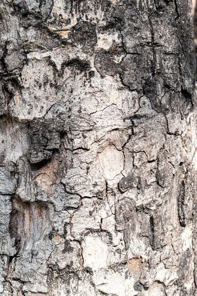 Corteza Árbol Viejo —  Fotos de Stock