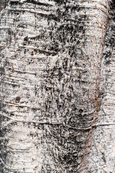 Кора Старого Дерева — стоковое фото