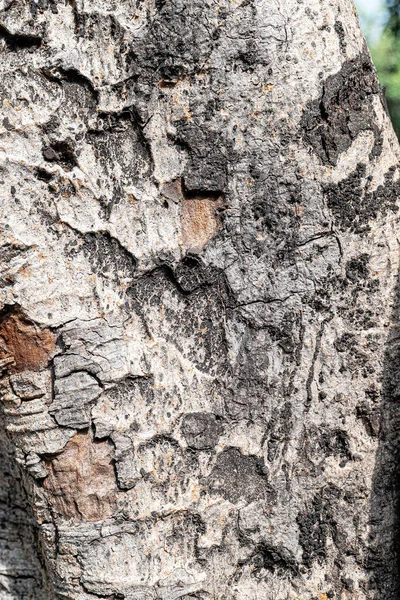 Кора Старого Дерева — стоковое фото