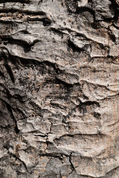 Latido Uma Árvore Velha — Fotografia de Stock