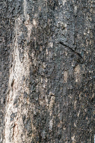Latido Uma Árvore Velha — Fotografia de Stock