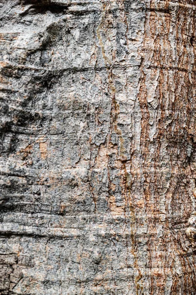Corteccia Vecchio Albero — Foto Stock