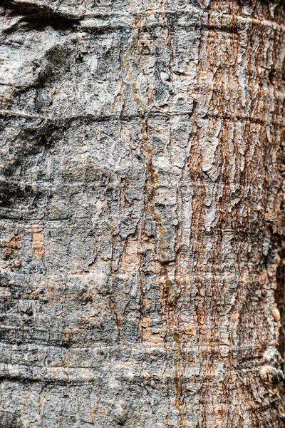 Kora Starego Drzewa — Zdjęcie stockowe
