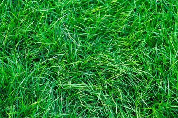 Green grass Background of beautiful green grass pattern Top view of bright grass garden Idea concept used for making green backdrop