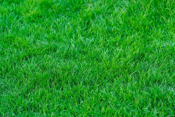 Green Grass Background Beautiful Green Grass Pattern Top View Bright — Photo