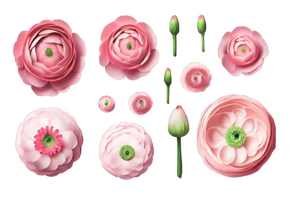 Set of beautiful pastel pink colored ranunculus buttercup flowers isolated over a transparent background, spring or Mother\'s Day design elements, top view, flat lay