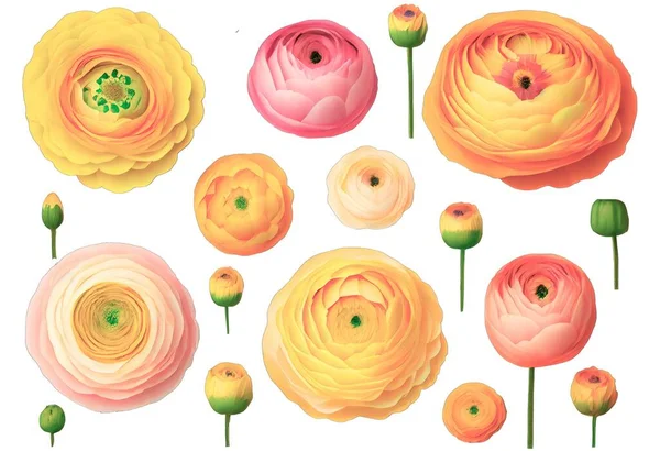Set of beautiful pastel yellow and pastel pink colored ranunculus buttercup flowers isolated over a transparent background, spring or Mother\'s Day design elements, top view, flat lay
