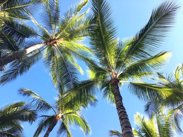 Hawaii 'deki alışveriş merkezi.