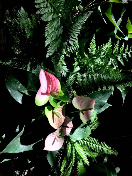 Hawaii Honolulu 'da güzel çiçekler