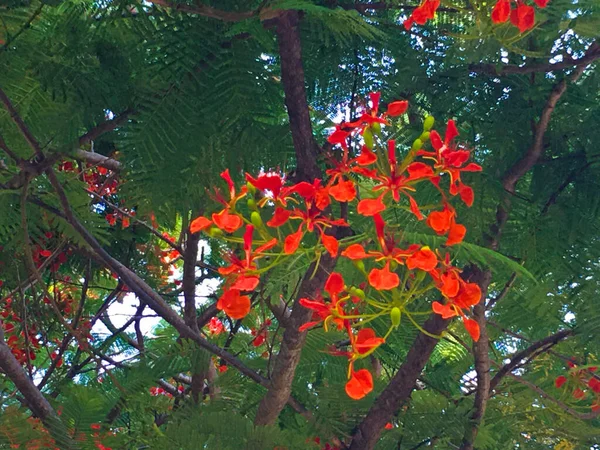 Гарні Квіти Гаваях Гонолулу — стокове фото