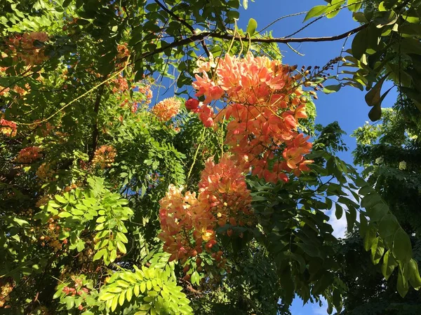 stock image beautiful flowers in Hawaii Honolulu