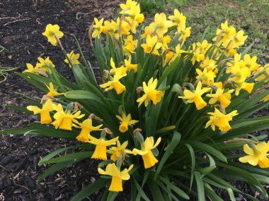 Paskalya sarısı nergisler New Jersey bahçesinde çiçek açar