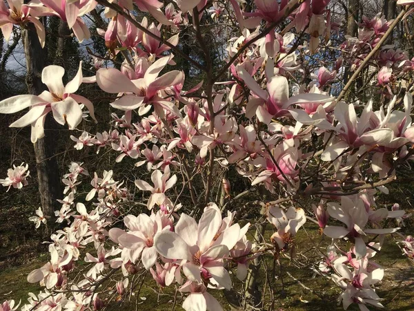 Árbol Rosa Floreciendo Por Completo New Jersey Garden Primavera — Foto de Stock