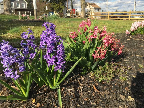 Paskalya Sümbülü için Bahar Popüler Çiçekleri