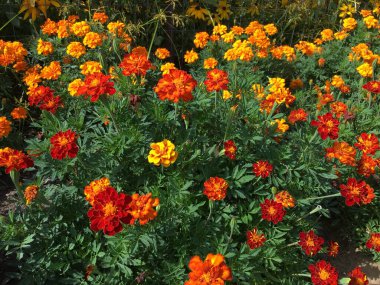 Yaz 'ın Canlı Bahçe Ödülü